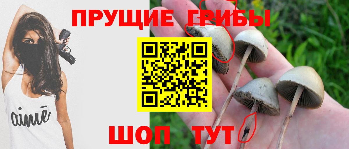 Галлюциногенные грибы Psilocybe  Вход с VPN  Острогожск 